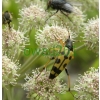 Rutpela maculata (Poda, 1761) Węglarek mniejszy, w. głogowy